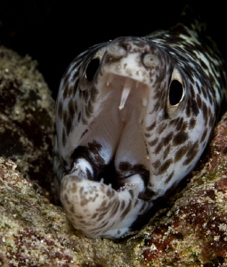 I don't think he has tonsils. One of the many eels @ Fron... by John Roach 